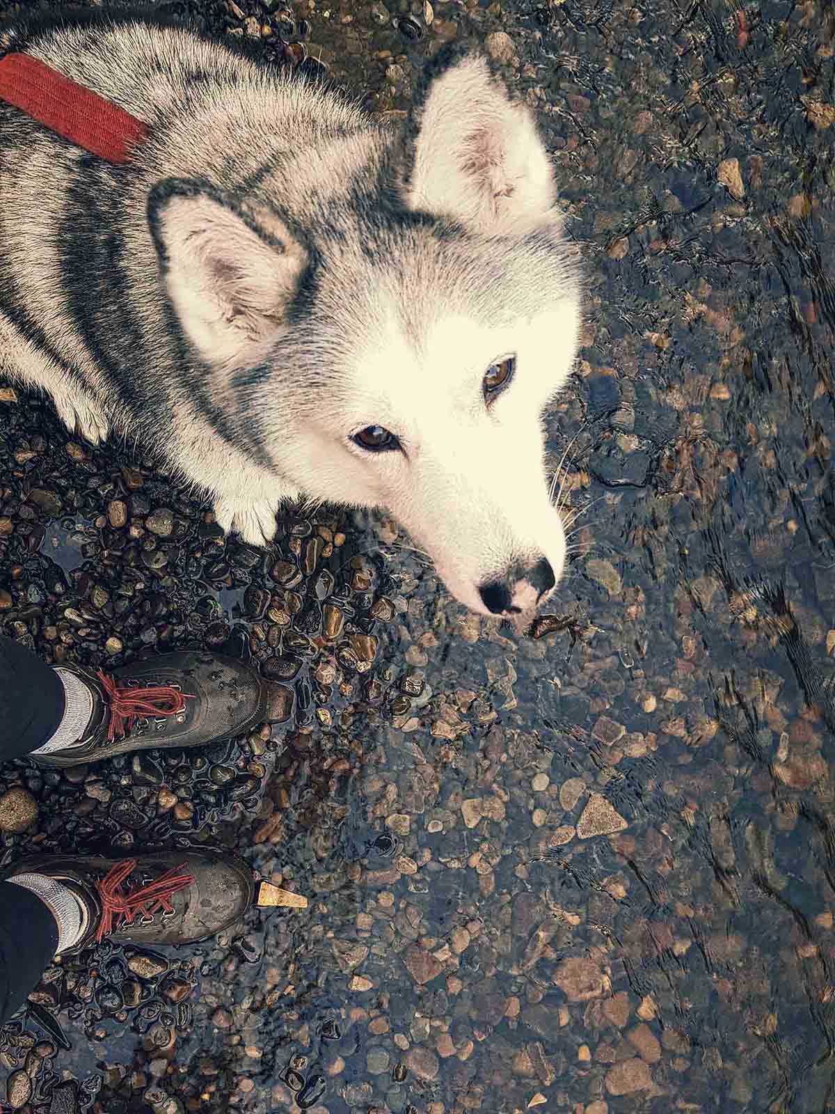 Looking down into face of siberian husky sitting beside pair of feet wearing hiking boots whilst standing in shallow river bed.