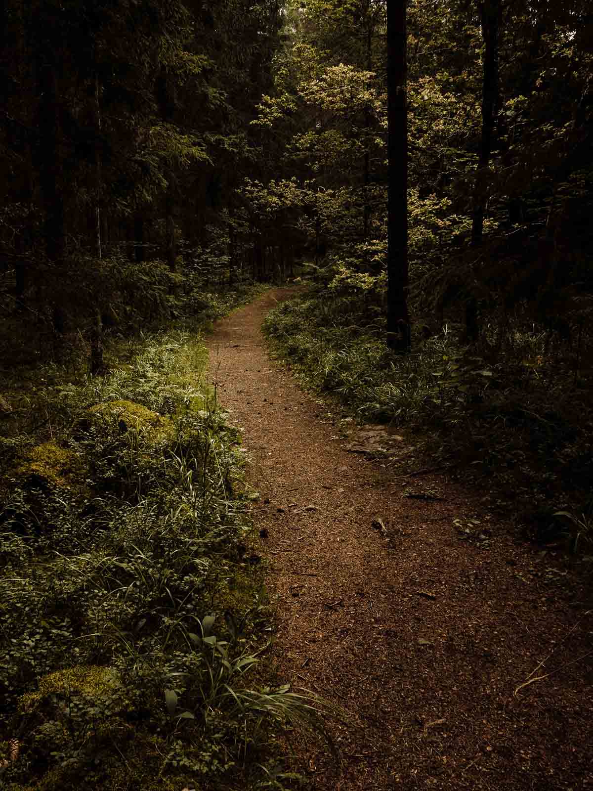 Forest trail winding into distance between trees and shrubs