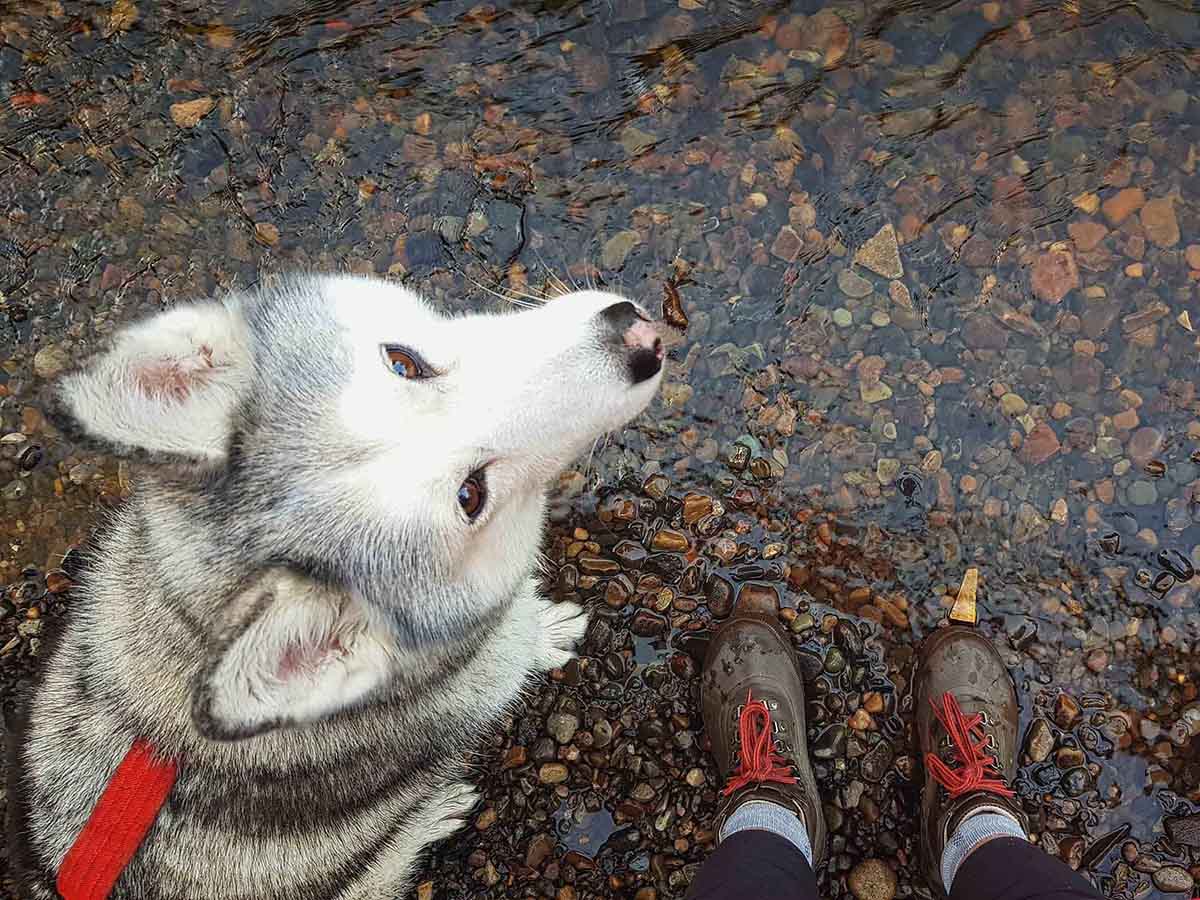 Looking down into face of white and grey husky standing on edge of gravel riverbed.